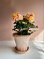 Begonia in Fleur pot